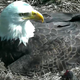 Illustration for article titled This Bald Eagle Nest-Cam Is What You Need Right Now